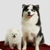 Faux-Fur Pet Carpet